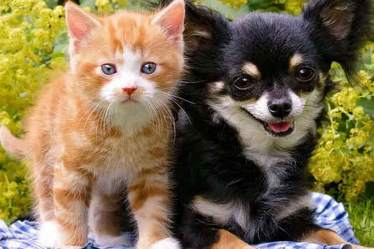 Nos amies les bêtes